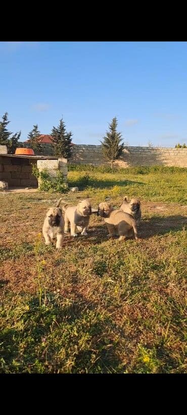 pulsuz it satilir: Kanqal, Peyvəndli — 2