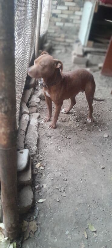 pişik ağ: Pitbul, 6 ay, Erkek, Ünvandan götürmə — 2