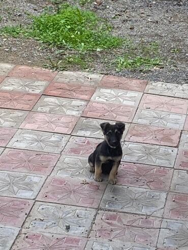 azerbaycan it adlari erkek: 2 ay, Peyvəndli — 1