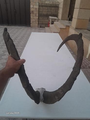 Рога: Məhsul: Dağ keçisi/qoç buynuzu (kəllə hissəsi ilə birlikdə) Təsvir: - — 3