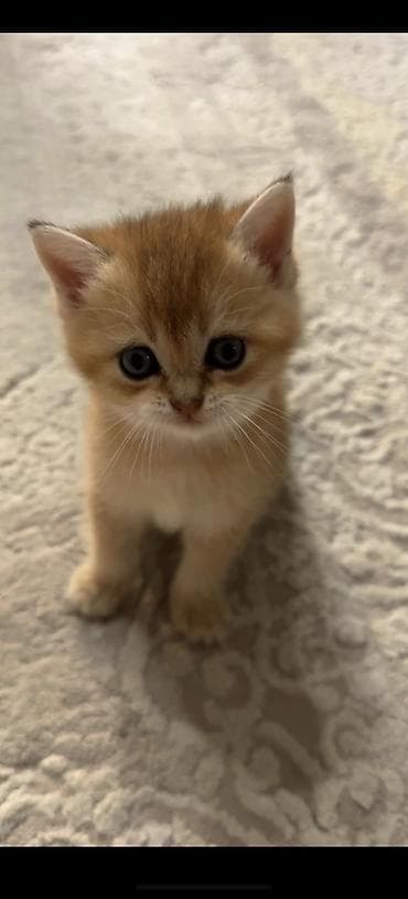 Qızıl şinşilla, Dişi, Cütləşmə üçün, Pulsuz çatdırılma