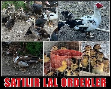 Satılır lal ördəklər.ana ordek 15 man ata ordek 25 man Elanda lalafo.az -da Satılır lal ördəklər.ana ordek 15 man ata ordek 25 man Elanda