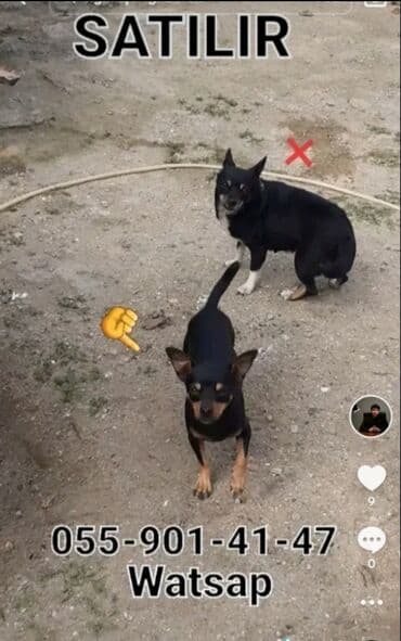 Gəmiricilər: Miniatür pinçer, 2 il, Erkek, Peyvəndli, Ünvandan götürmə — 1