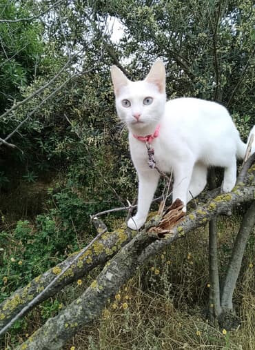 Erkək, Dişi, Yaxşı əllərə, Ödənişli çatdırılma