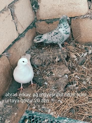 Mətn: Əbrəş erkək və ağ mayası olan hazır cüt göyərçin. Yumurtaya