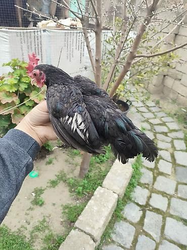 Toyuq, Damazlıq — 2