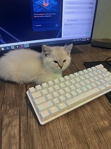 pişiy satışı: Yaxşı əllərə — 3