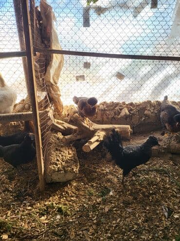 клетки для кур несушек купить в бишкеке: Kəkilli kənd fərələri 4 aylıq 10 ədəd 19 manatadi fərələr 12 manat — 8