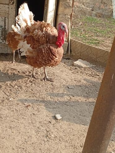 Subaru: Qırmızı kanada Hinduşka balalarının satışı başlayıb hər həftə olacaq — 4