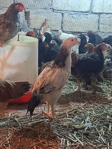 balaca it şəkilləri: Toyuq cücələri, Ətlik — 5