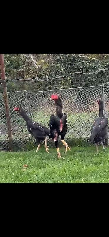 baliq akvarium satisi: Toyuq, Damazlıq — 5