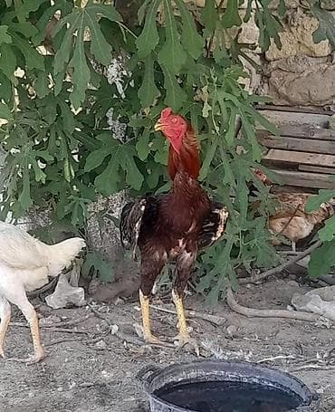 satdig quslar: 13 aylig — 1