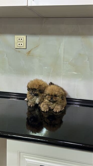 naxcivan heyvan elanlari: Pekines, 1 ay, Erkek, Peyvəndli, Ödənişli çatdırılma — 3