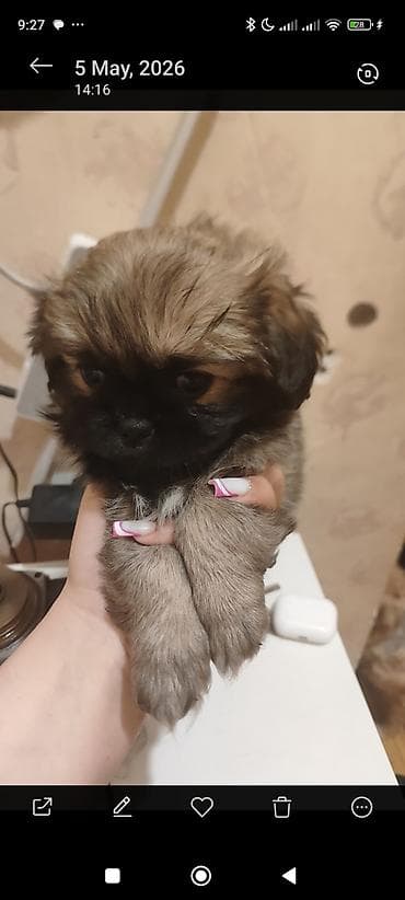 pekines itler: Pekines, 1 ay — 5