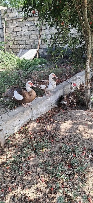 Oz heyetmin mehsuludu maștagadadi.40 ed — 2