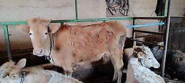 Телята: Satılır: 3-ü biryerdə, 2 si 3,4aya buğaya duracağ, digəri 1 illik — 2