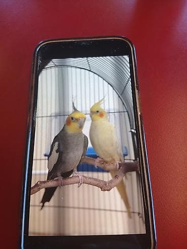 Nerinçik (Cockatiel) cütü - Növ: Nerinçik (Nymphicus hollandicus) - lalafo.az -da Nerinçik (Cockatiel) cütü - Növ: Nerinçik (Nymphicus hollandicus) -