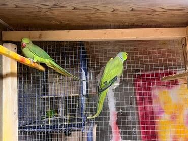 кольчатый попугай цена: Ojirelalar satilir. 2 il quslardi. Cutu 400 man. Unvan Sumqayit — 3
