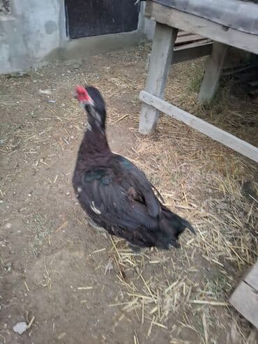 Məhsul: Moskova (musk) ördəyi erkey saglam akdiv 1ilik Təsvir: -