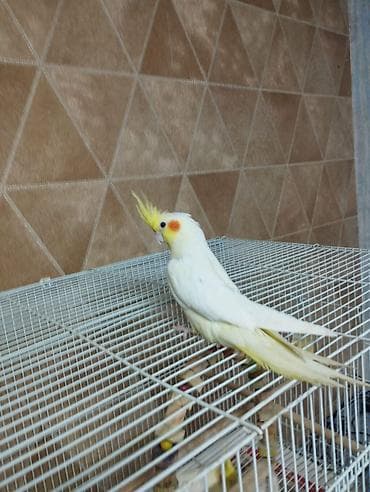 Növ: Nimfa (Cockatiel) – sarı-şabalıdı ləkəli mutasiya Rəng və