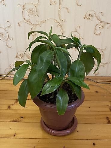 otaq studiya: Dracaena fragrans (Corn Plant) – dekorativ otaq bitkisi - Bitki — 1