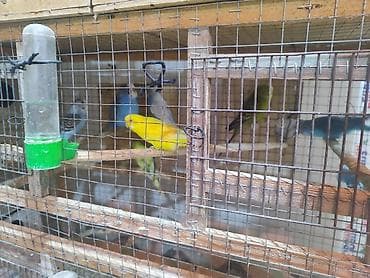 Hazır bala verən papuqaylar cüt satılır. cütü 25manat. Sarı rəng olan — 5
