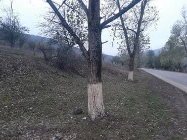 xacmazda torpaq qiymetleri: 24 sot, Mülkiyyətçi, Kupça (Çıxarış) — 4