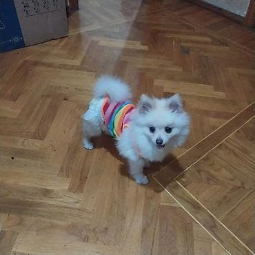 balaca it cinsleri: Şpitz, 5 ay, Dişi, Peyvəndli — 2