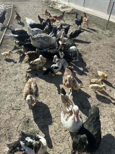 kuban ördek: Salam Aleykum Satılır Ördək Qaz Ördək Cücəsi Toyoq 36 Ədəd Lal Ördək — 36