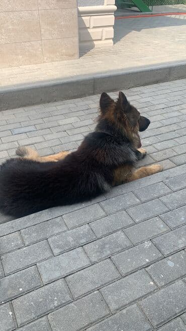 немецкие овчарки щенки купить: Немецкая овчарка, 2 года, Самец, Для вязки — 2