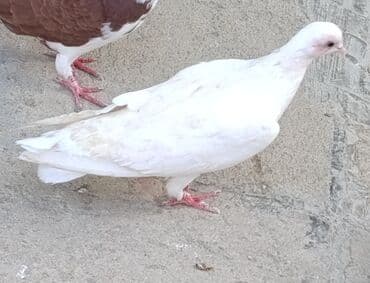 ağ goyərcin: Tutulma quşlar satılır. Hamısı birlikdə 25 manat — 6