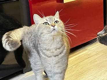 şotland pişiki: Britan, Erkək, Dişi, Yaxşı əllərə — 1