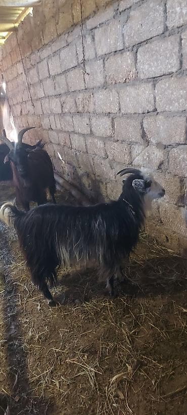 lalafo heyvanlar: 5 ədəd heyvandır. 3-çəpiş.çəpişlərin 2 si dişi biri erkək 2- keçi — 4