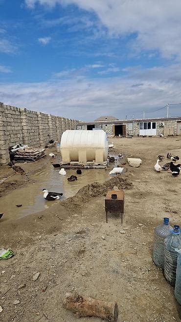 sumqayit daye: Ördək yumurtası inkubasiyası xidməti - Yumurtaların peşəkar — 5