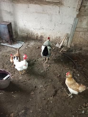 Atlar: Toyuq, Damazlıq, Ünvandan götürmə — 5