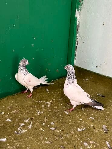 cau cau qiymeti: 2 side mayadi temz pakistanlar qiymet 1 ne aitdi — 2