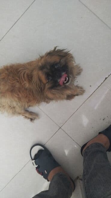 собака шпиц: купить: Пекинес — 3