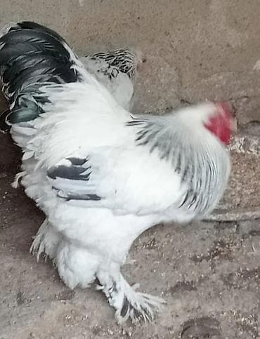 Yumrta - Rənglər: ağ-qara (kolumbiya naxışlı), qara və qırmızı-ala