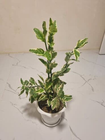 yolka agaclari qiymeti: Pedilantus gül satilir wp aktifdi — 1