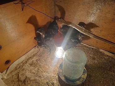 Salam 22 Ədəd avstrolop cücələri satılır .15 gunlukduler vitaminləri