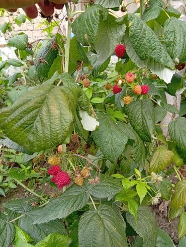 Buket güllər: Moruq kolları – yüksək məhsuldarlıq və iri, şirin-ətirli meyvələr - — 3