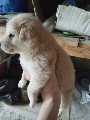 ən gözəl it adları: 1 ay — 1