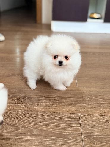 pop it: Şpitz, 2 ay — 1