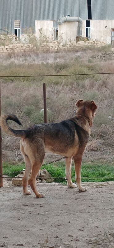 отдам в хорошие руки маленькую собачку: Qurdbasar, 2 il, Erkek, Peyvəndli, Pulsuz çatdırılma — 11