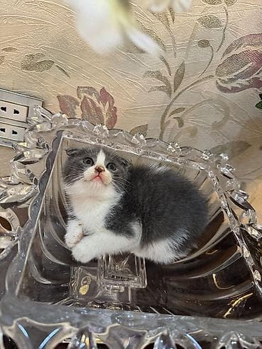 ev itləri: Şotland yastı qulaq, Erkək, Dişi, Yaxşı əllərə, Ünvandan götürmə, Pulsuz çatdırılma, Ödənişli çatdırılma — 4