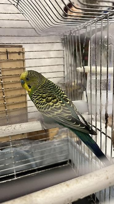 papuqay yuvası: Budaqlar (dalmatin) dalğalı tutuquşu cütü və komplekt qəfəs dəsti — 2