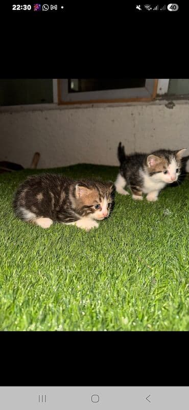 pişik yeməyi: Yaxşı əllərə — 6