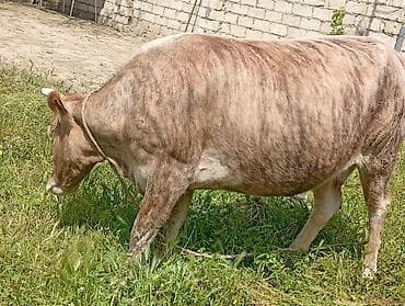 simental inekleri: Ətlik Maldi Real acılı Narahat etsin Boşuna Narahat eleme — 3