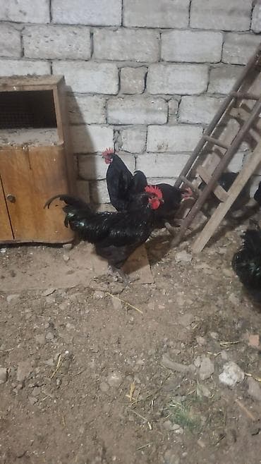 yerli cins inekler: Toyuq, Damazlıq — 1