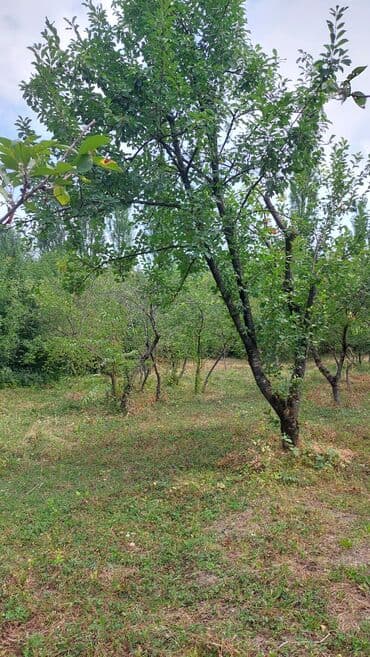 сайты недвижимости в баку: 16 соток, Для строительства, Собственник, Купчая — 2